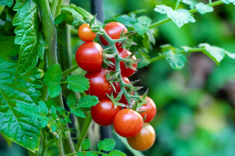 Guldvatten till tomater – så får du extra god skörd