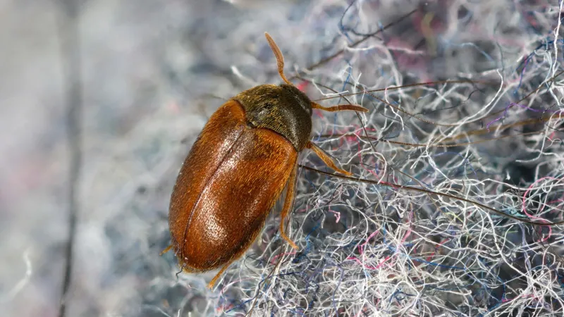 Brun pälsänger – så blir du av med skadedjuret