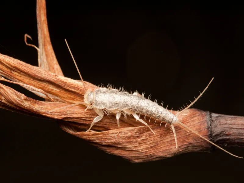 Täta springor och gömställen